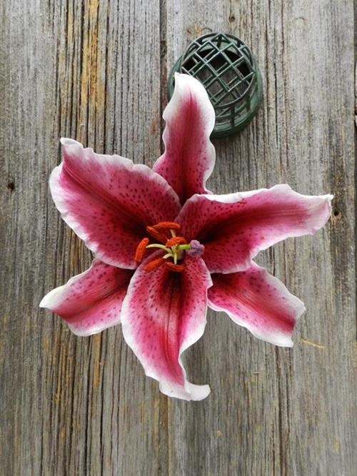 Wholesale Corvara Red Oriental Lilies Delivered Online FlowerFarm